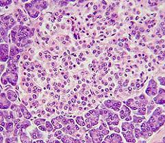 Imagen células pancreáticas